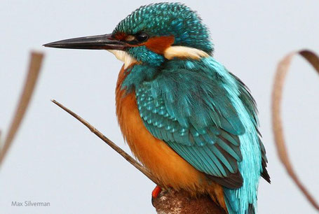 As seen in Marsh Lane Nature Reserve