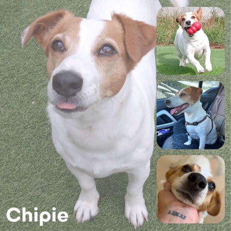 CHIPIE - jack russel 7 ans - Les Chats du Mercantour (06) Image