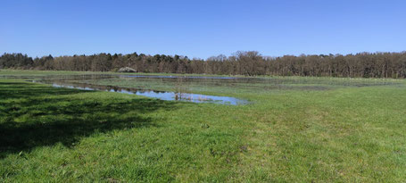 Überschwemmte Wiese in der Rissener Feldmark, eigentlich ein netter Gänseplatz. (T. Rust)