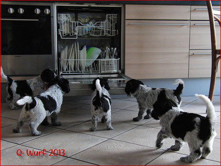Schapendoes Welpen Libertin's