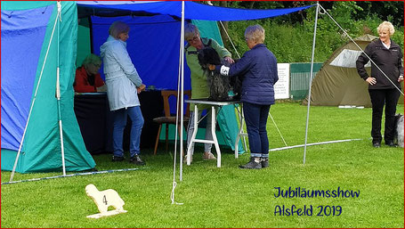 Schapendoes Libertin's Kom Tess