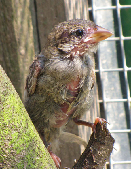 Ein junger Haussperling mit kaputtem Gefieder (Foto © Jenewein-Stille)