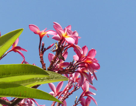 pinke Frangipani