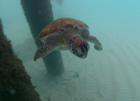 Tatsächlich eine Schildkröte am Turtle Beach