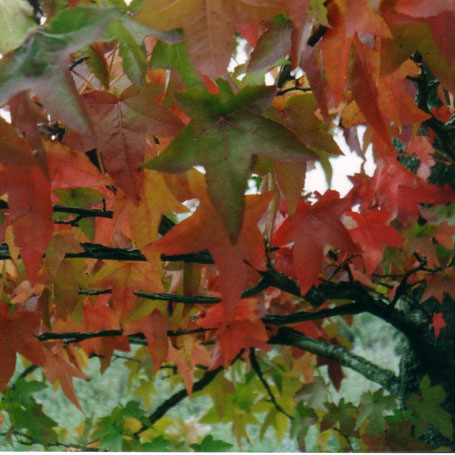 Herbstlaub 