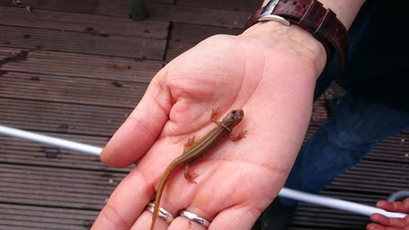 Amphibien: Teichmolche im Schwimmteich