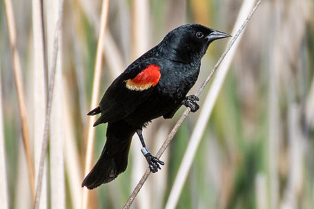 Red-Winged Blackbird, Agelaius phoeniceus, New Mexico