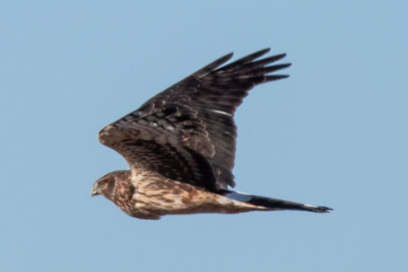 Northern Harrier, Circus hudsonius, New Mexico