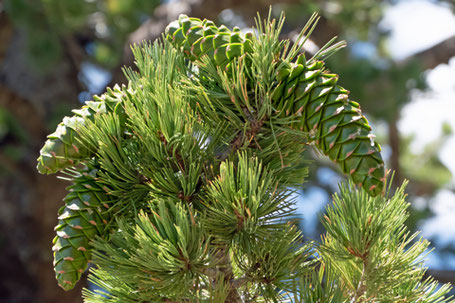 Limber pine, Pinus flexilis, New Mexico