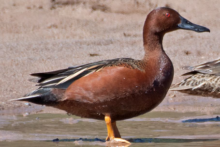 Cinnamon Teal, Spatula cyanoptera, New Mexico