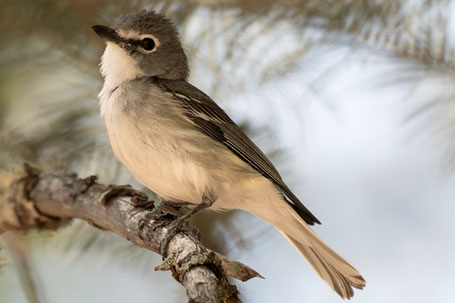 Plumbeous Vireo, Vireo plumbeus, New Mexico