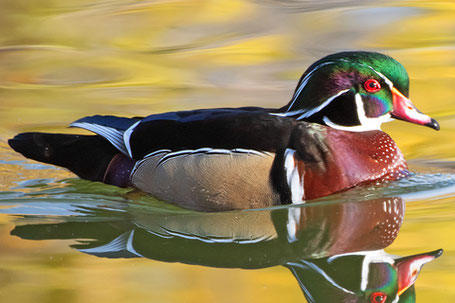Wood Duck, Aix sponsa, New Mexico