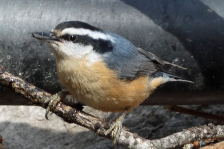 White-Breasted Nuthatch, Sitta carolinensis, New Mexico