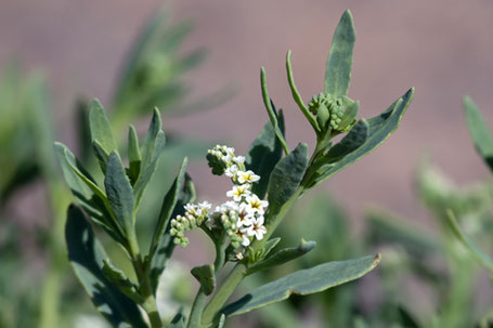 Salt Heliotrope,  Heliotropium curassavicum, New Mexico
