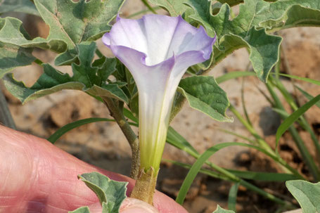 Chinese Thorn-Apple, Datura quercifolia, New Mexico