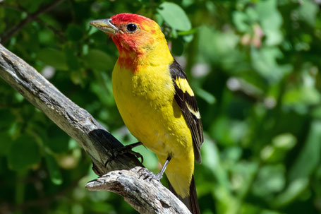 Western Tanager, Piranga ludoviciana