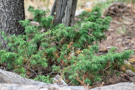 Common Juniper, Juniperus communis, New Mexico