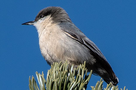 Pygmy Nuthatch, Sitta pygmaea, New Mexico