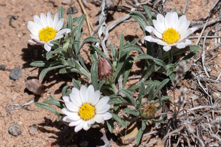 Annual Townsend Daisy, Townsendia annua, New Mexico