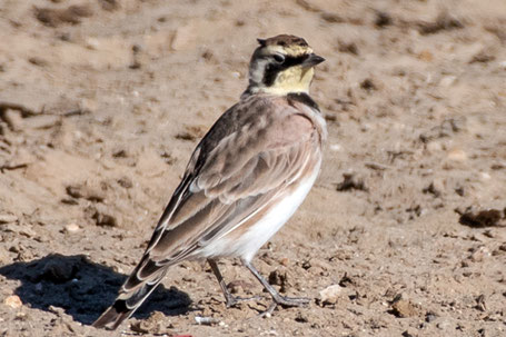 Horned Lark, Eremophila alpestris, New Mexico