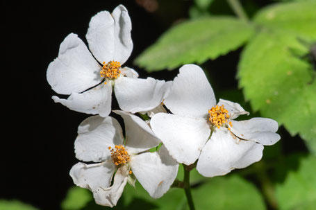 Multiflora Rose, Rosa multiflora, New Mexico