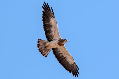 Swainson's Hawk, Buteo swainsoni, New Mexico
