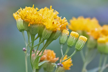 Mountain Tail-Leaf, Pericome caudata, New Mexico