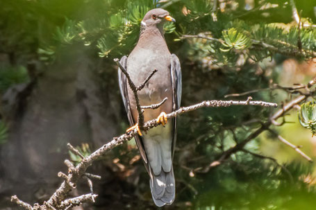 Band-Tailed Pigeon, Patagioenas fasciata, New Mexico
