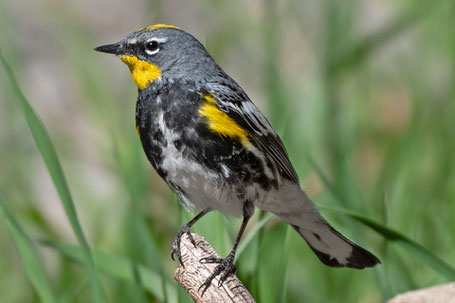 Yellow-Rumped Warbler, Setophaga coronata, New Mexico