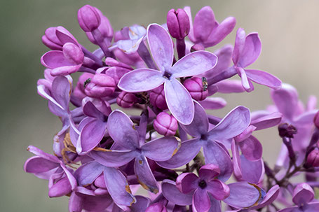 Lilacs, Syringa vulgaris, New Mexico