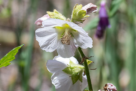 Wild Hollyhock, Iliamna grandiflora, New Mexico