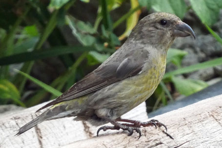 Female Red Crossbill, Loxia curvirostra, New Mexico