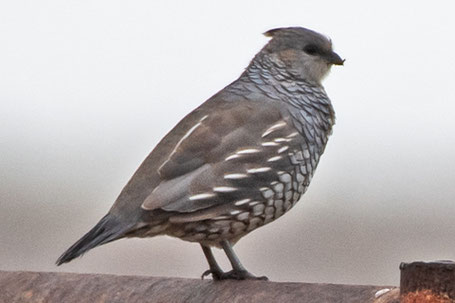 Scaled Quail, Callipepla squamata, New Mexico