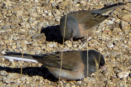 Dark-Eyed Junco, Junco hyemalis, Oregon variant, New Mexico