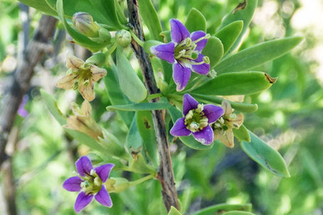 Torrey Wolfberry, Lycium torreyi, New Mexico