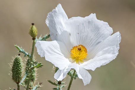 Prickly-Poppy, Argemone, New Mexico