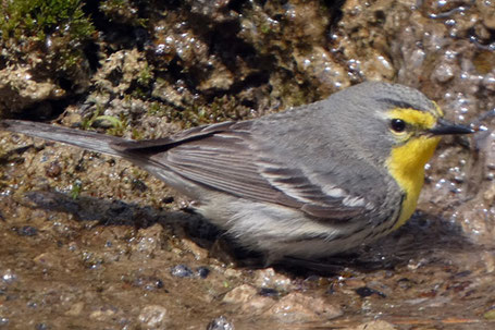 Grace's Warbler, Setophaga  graciae, New Mexico