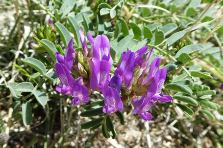 Beakpod Milkvetch, Astralagus lentiginosus, New Mexico