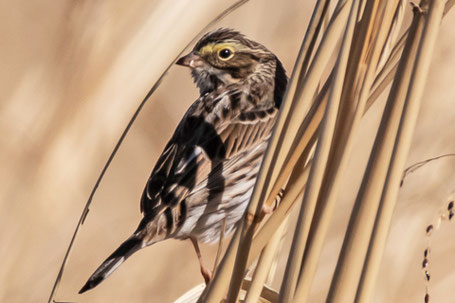 Savannah Sparrow, Passerculus sandwichensis, New Mexico