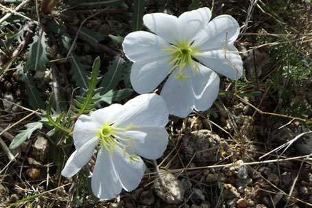 White Evening Primrose, Oenothera, New Mexico