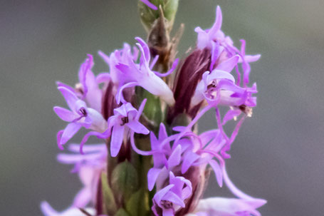 Dotted Blazing Star, Dotted Gayfeather, Liatris punctata, New Mexico