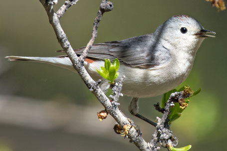 Lucy's Warbler, Leiothlypis luciae, New Mexico