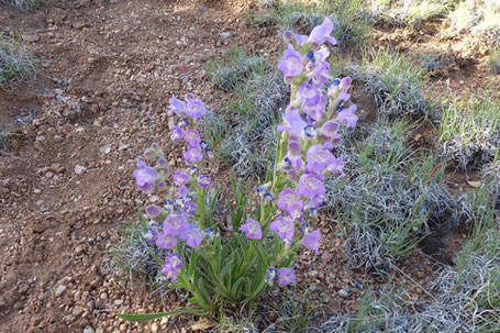 Wandbloom, Penstemon virgatus, New Mexico