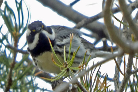 Black-Throated Gray Warbler, Setophaga nigrescens, New Mexico