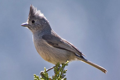 Juniper Titmouse, Baeolophus ridgwayi, New Mexico