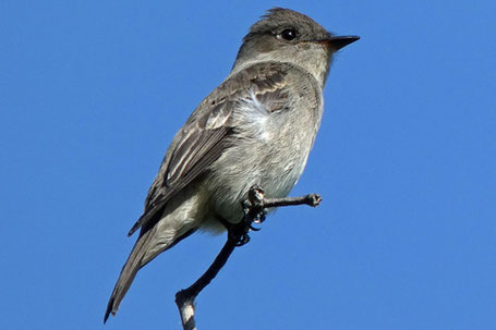 Western Wood Pewee, Contopus sordidulus, New Mexico