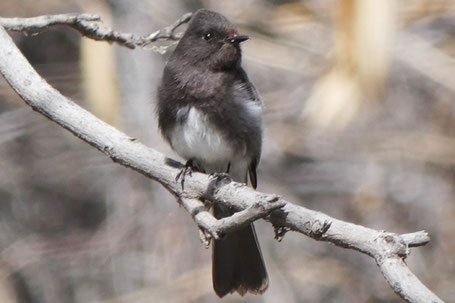 Black Phoebe, Sayornis nigricans, New Mexico