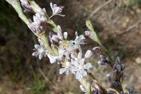 Redroot Buckwheat, Eriogonum racemosum, New Mexico