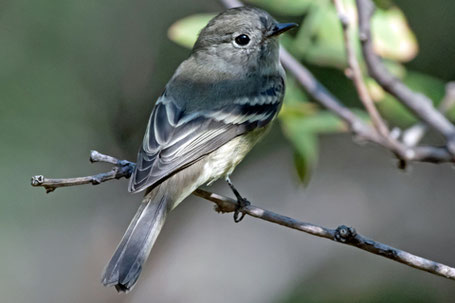 Dusky Flycatcher,  Empidonax oberholseri, New Mexico