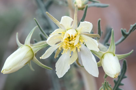 Blazing Star, Desert Stickleaf, Mentzelia multiflora, New Mexico